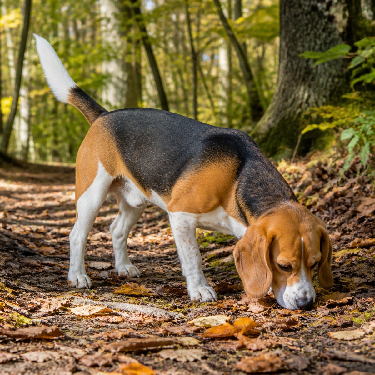 Play Beagle jigsaw puzzle - 16 pieces, free online Beagle - 16 brikkers puslespil | Animals