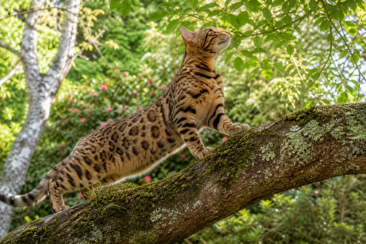 Play Bengal Cat jigsaw puzzle - 49 pieces, free online Bengal Cat - 49 piece jigsaw puzzle | Animals